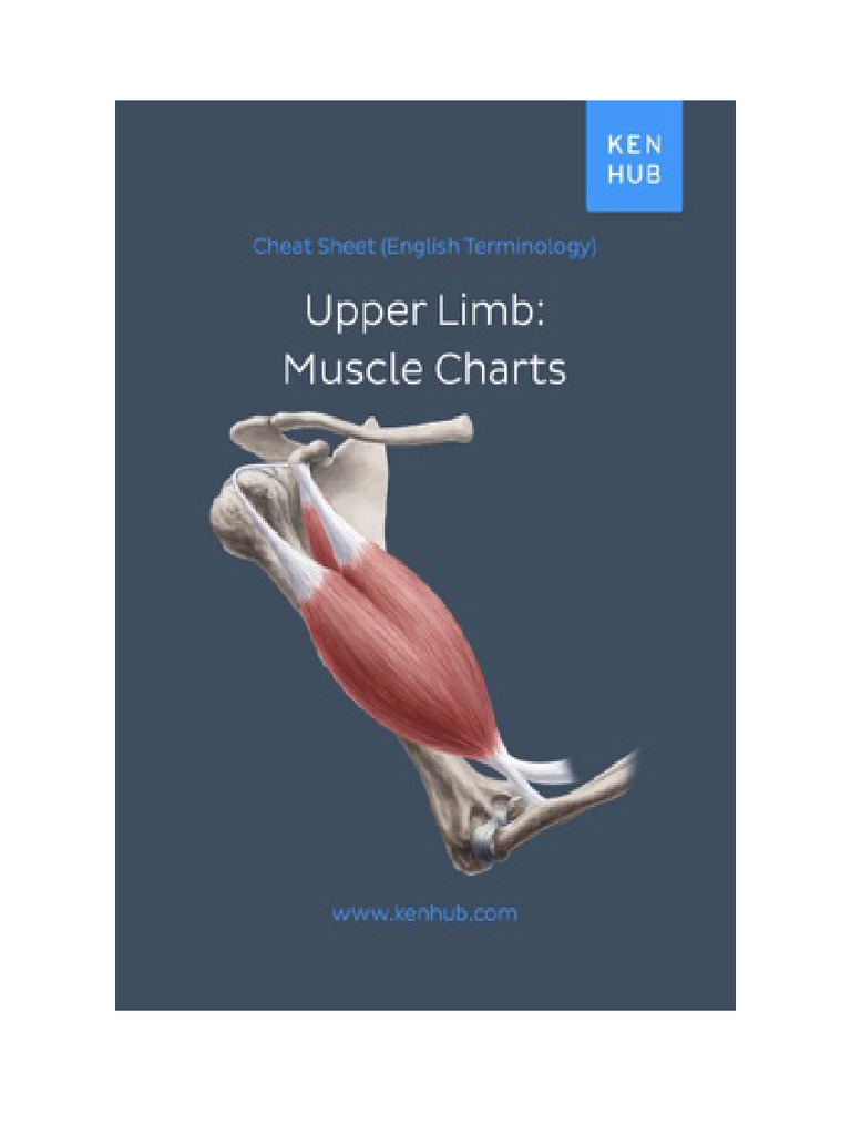 Upper Limb - Muscle Charts | PDF