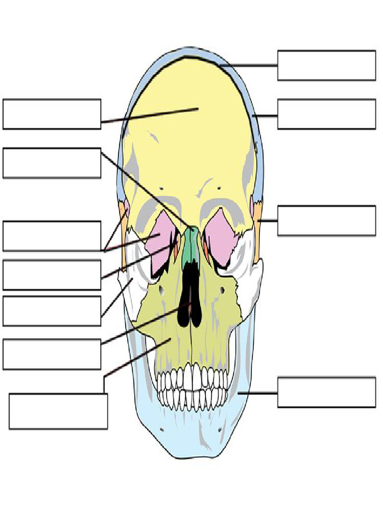Skull | PDF