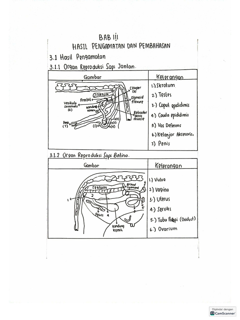Bab 3 Hasil Pengamatan, Organ Reproduksi Sapi Jantan Dan Betina | PDF