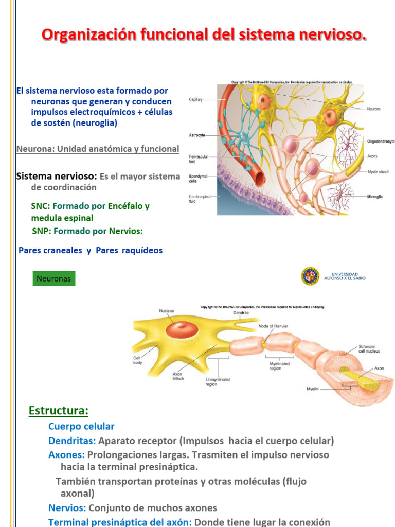 Estructura y Función del Sistema Nervioso | PDF | Sistema nervioso ...