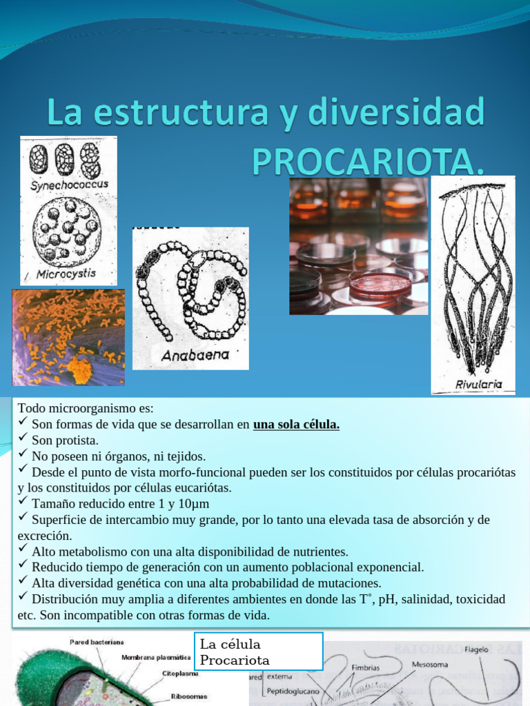 Características y Estructura de Microorganismos | PDF | Las bacterias ...