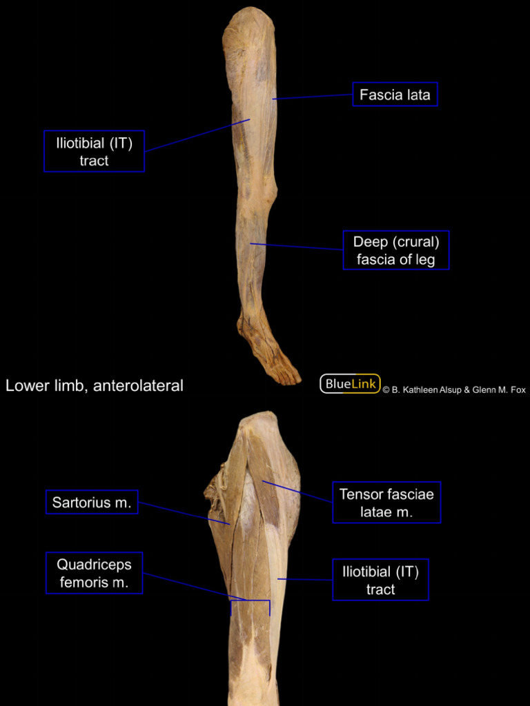 BL HiRes M1 S17 Overview of Lower Limb 17-18 | PDF