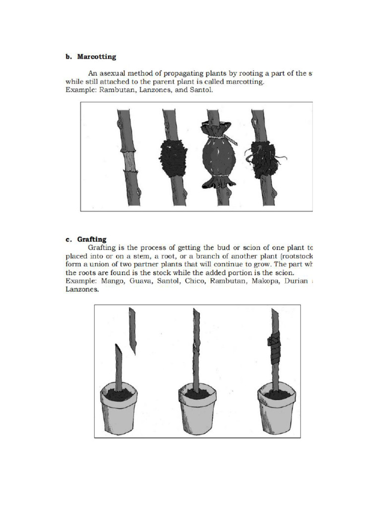 Marcotting and Grafting | PDF