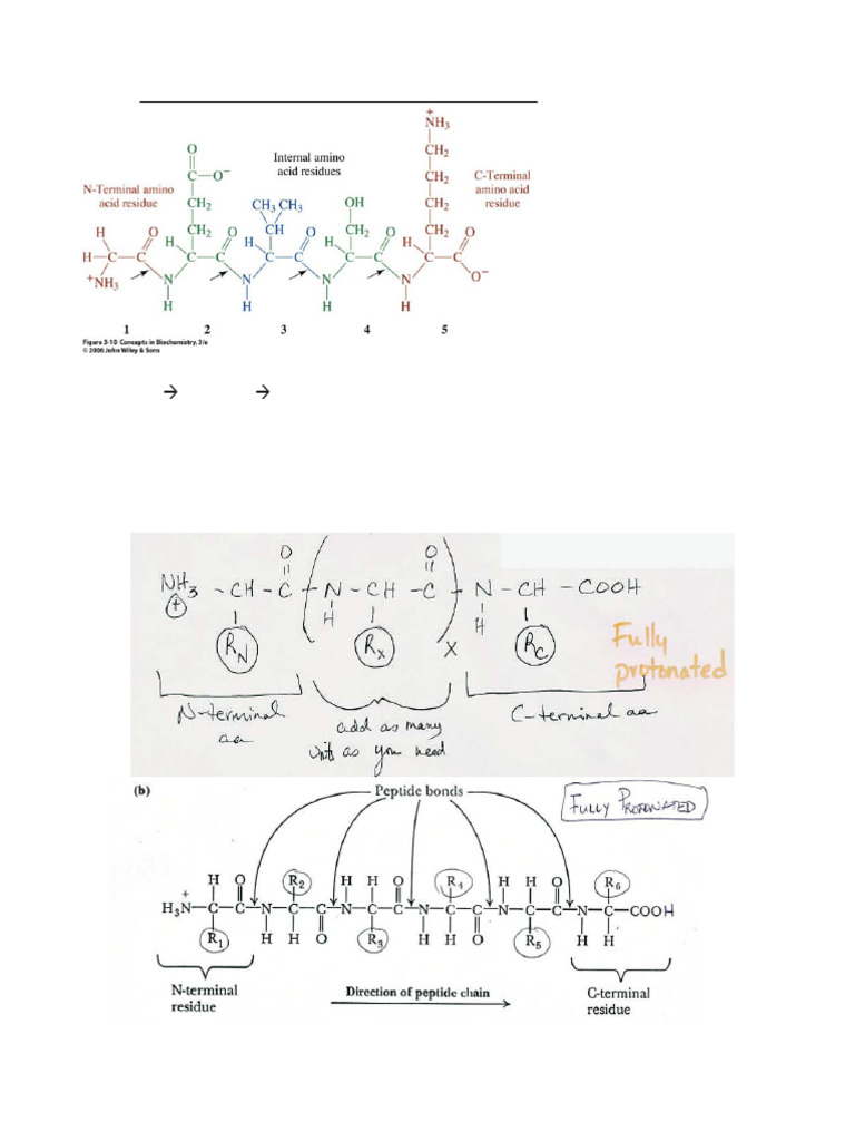 Handout 3a Peptide Drawing | PDF