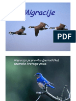 18 Ptice - Migracije