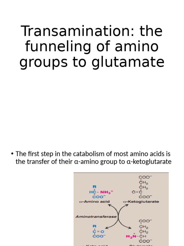 Amino Acid Metabolism Insights | PDF | Transaminase | Alanine