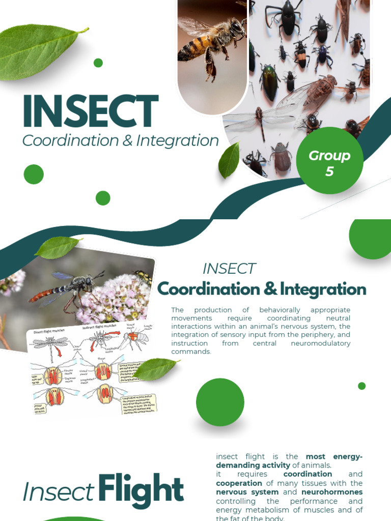 Group 5 Insect Coordination Integration | PDF | Nervous System | Insects