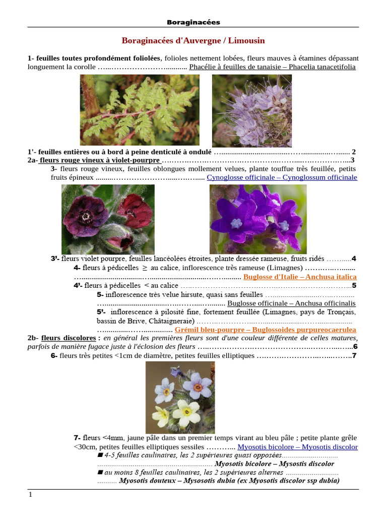 Identification des Boraginacées | PDF | Botanique | Plantes