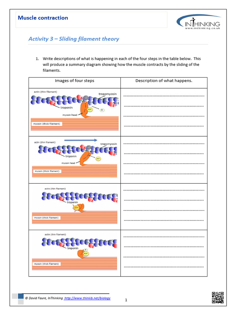 Muscle Contraction Worksheet PDF Biochemistry Chemistry