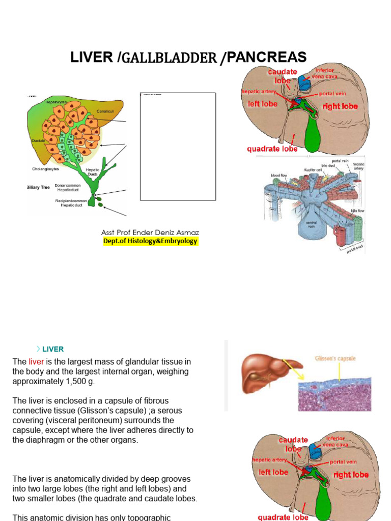Liver, Gallbladder, and Pancreas Anatomy | PDF | Liver | Pancreas