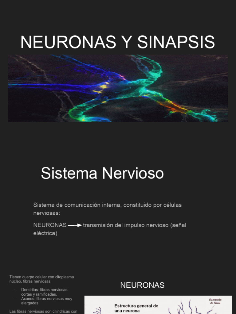 Neuronas y Sinapsis: Funciones Clave | PDF | Sinapsis | Potencial de acción