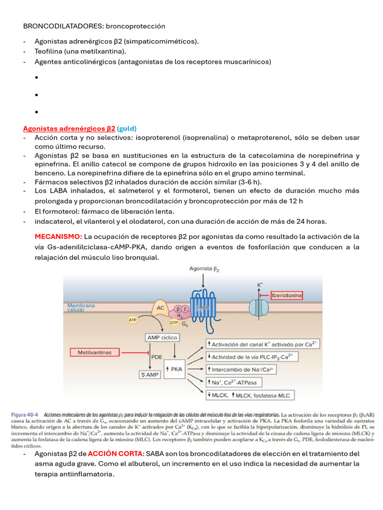 BRONCODILATADORES | PDF | Asma | Medicina CLINICA