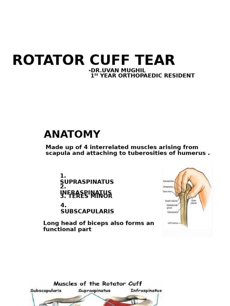 Understanding Rotator Cuff Tears | PDF | Shoulder | Anatomical Terms Of ...