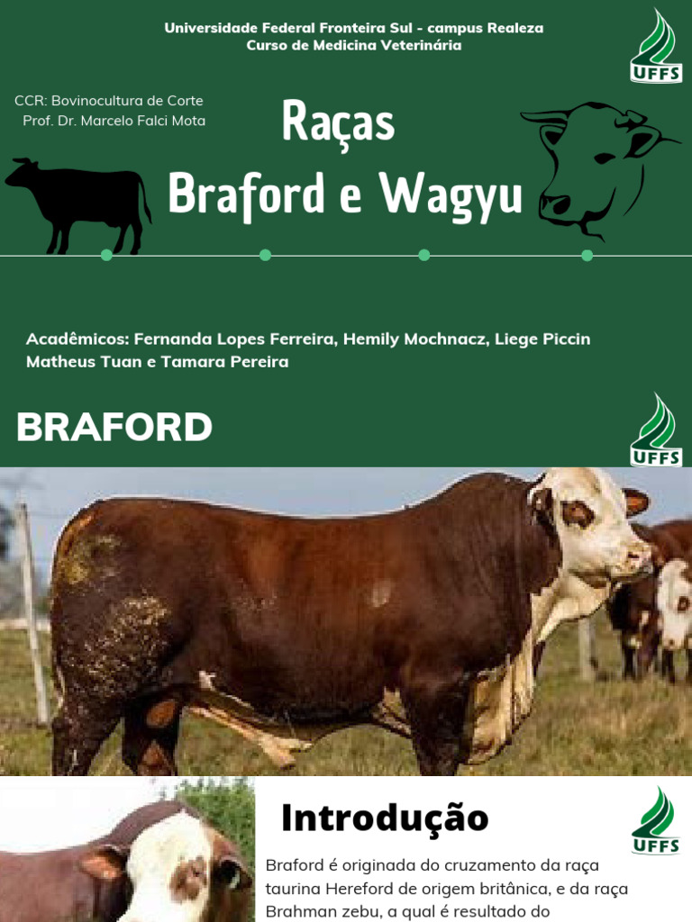 Braford e Wagyu | PDF | Gado | Pecuária