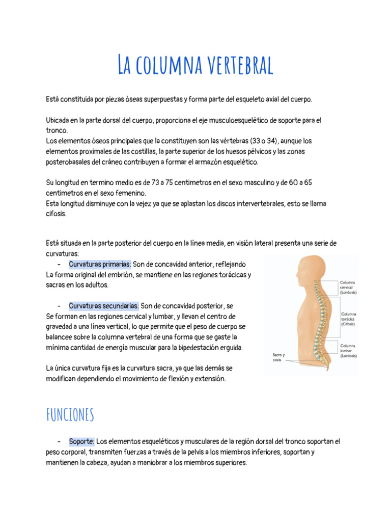 Estructura y funciones de la columna vertebral | PDF | La columna ...
