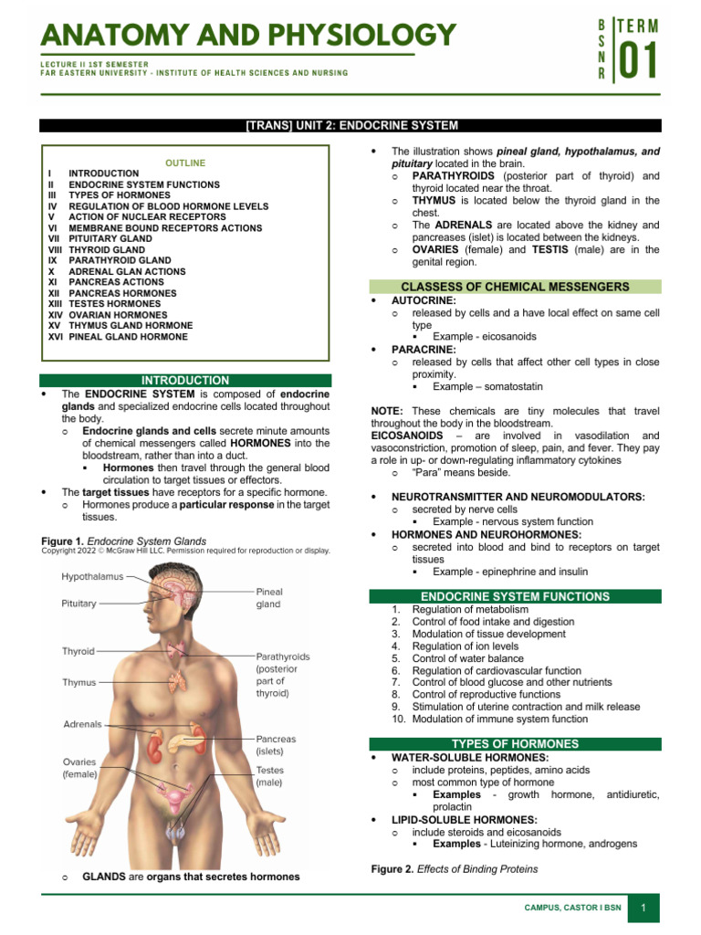 Endocrine System Overview and Functions | PDF | Hormone | Endocrine System