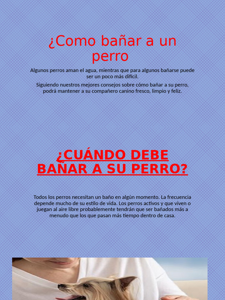 Guía Completa para Bañar a tu Perro | PDF | Champú | Baños