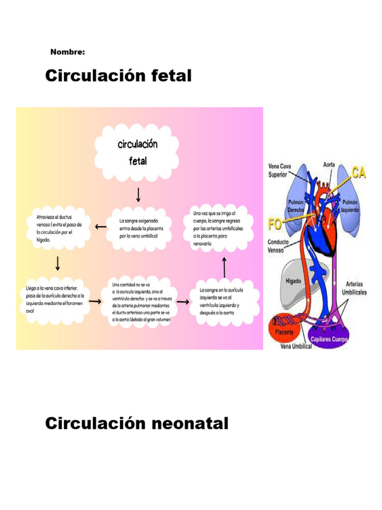 Circulacion Fetal, Neonatal Y, Mayor y Menor | PDF