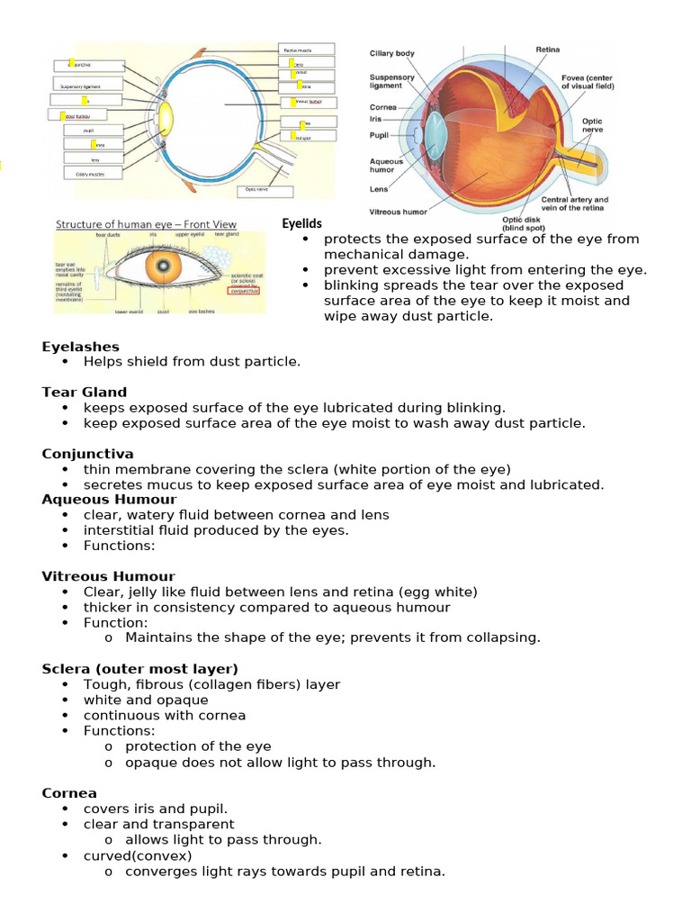 Sensory System - Eyes | PDF | Eye | Retina