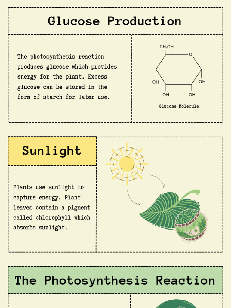 Photosynthesis and Glucose Production | PDF