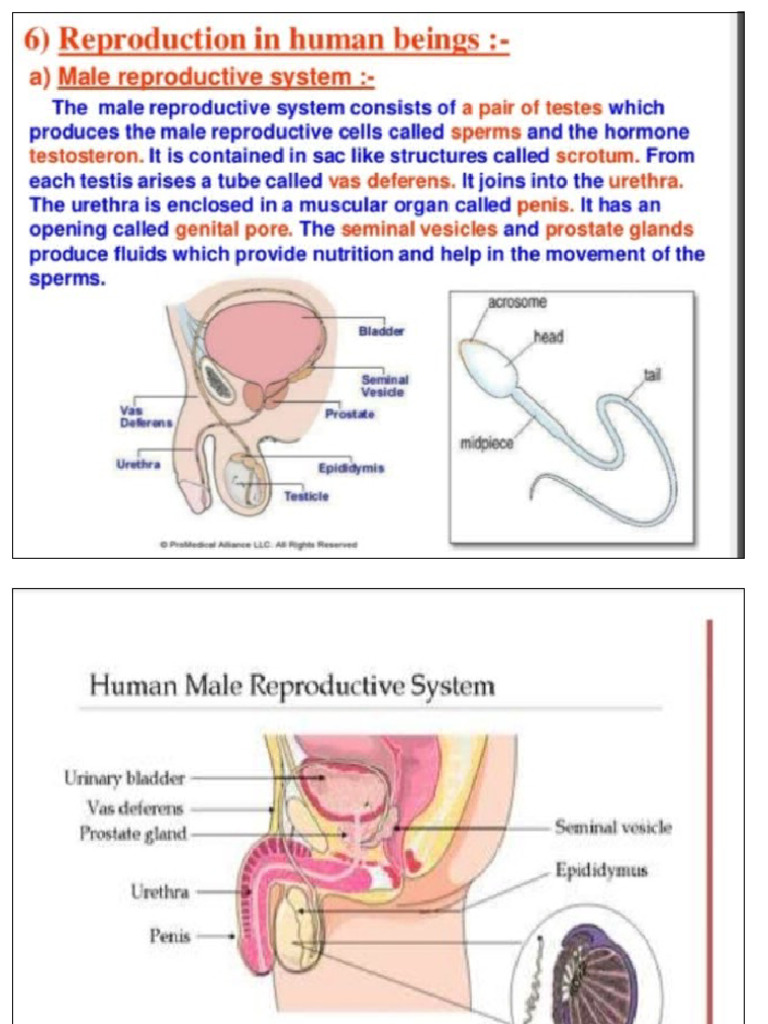 Human Reproduction PDF