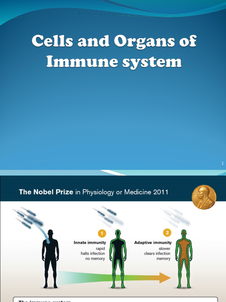 Cells and Organs of Immune System | PDF | Lymphatic System | Lymphocyte