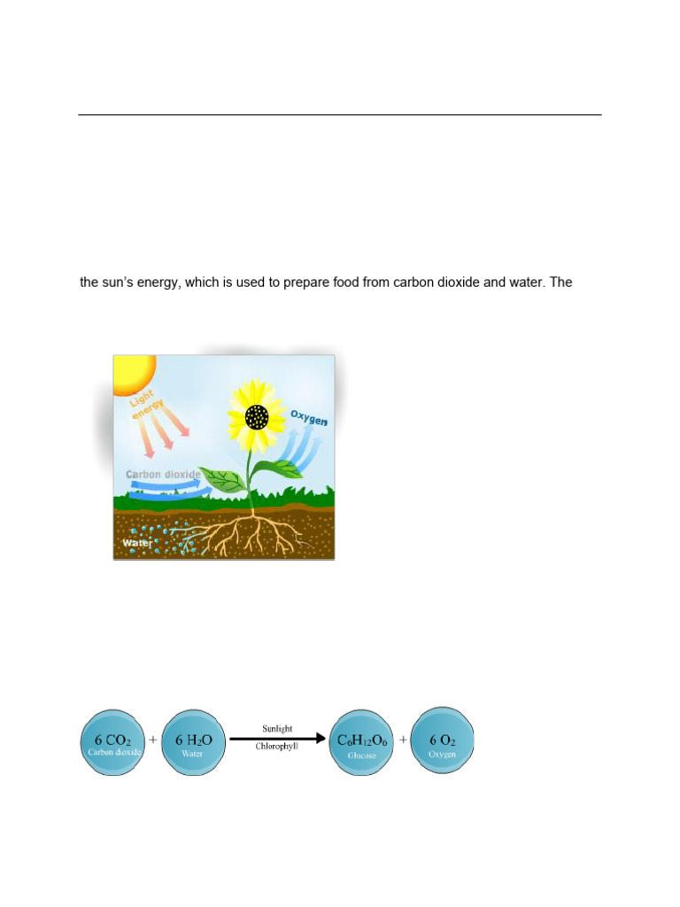 Photosynthesis and Respiration Notes | PDF | Photosynthesis | Cellular ...