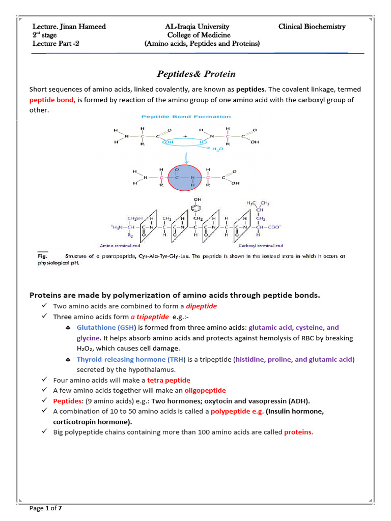Amino Acids, Peptides, and Proteins Overview | PDF | Protein Structure ...