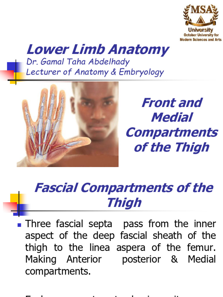 MSA - Lower Limb - Front and Medial Thigh | PDF | Human Leg | Knee