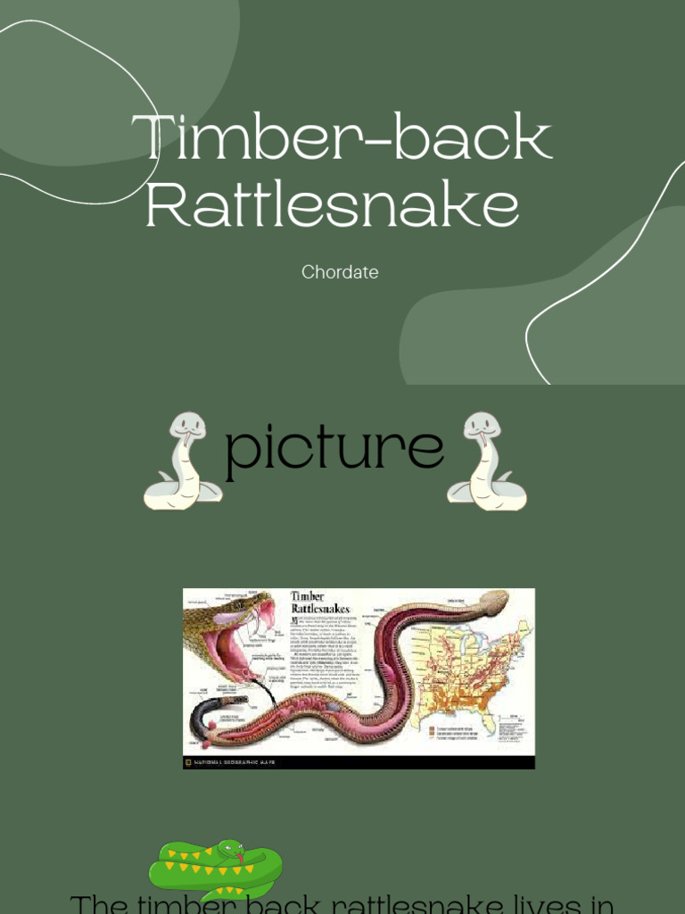 Timber-Back Rattlesnake | PDF