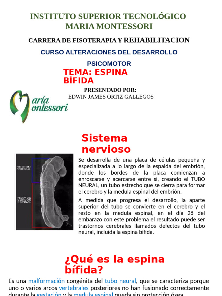 Tipos y Síntomas de Espina Bífida | PDF | Anatomía | Enfermedades y ...