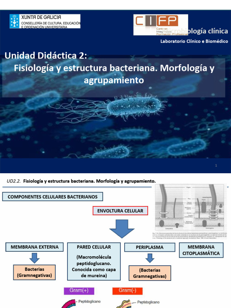 Estructura y Fisiología Bacteriana | PDF | Las bacterias | Biología ...