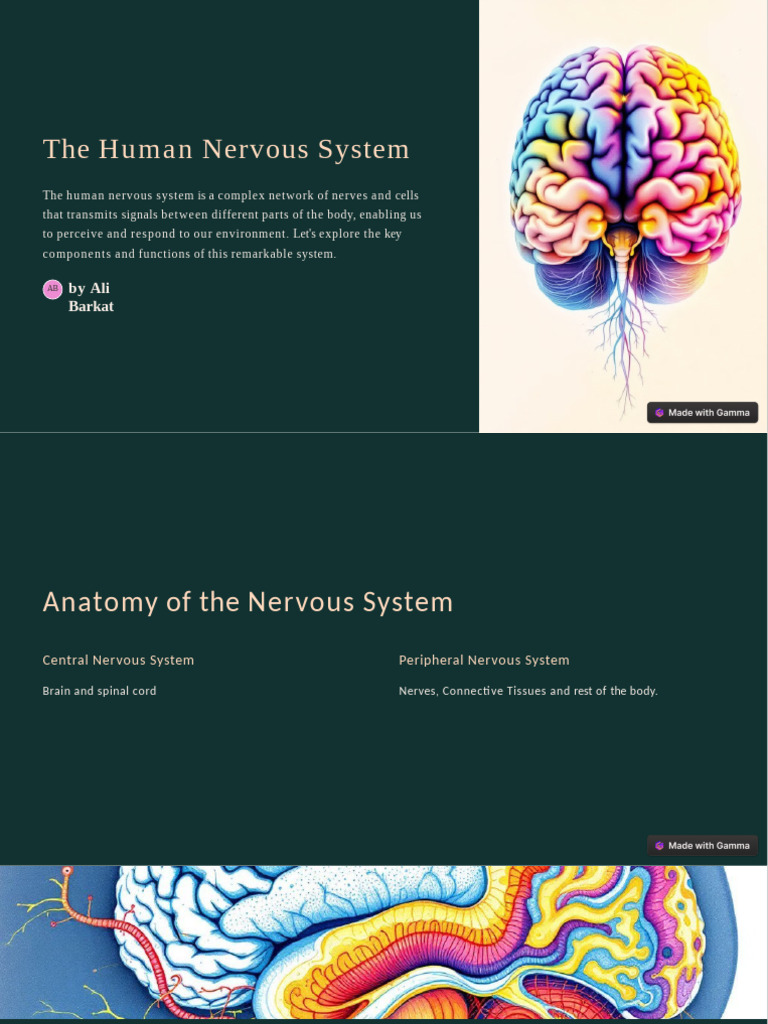 Overview of the Human Nervous System | PDF | Nervous System | Central ...