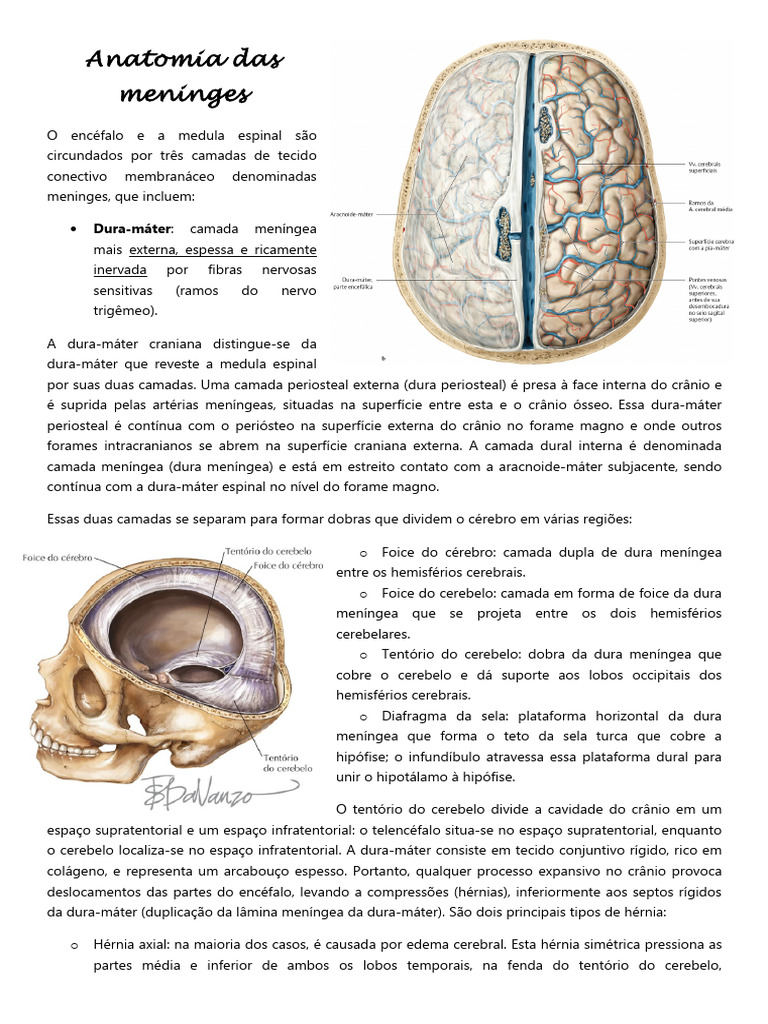 Anatomia das Meninges e suas Funções | PDF | Meningite | Bactérias