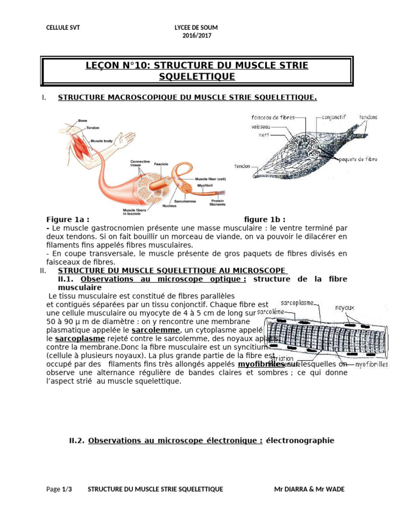 Structure du Muscle Strié Squelettique | PDF | Muscle squelettique | Muscle