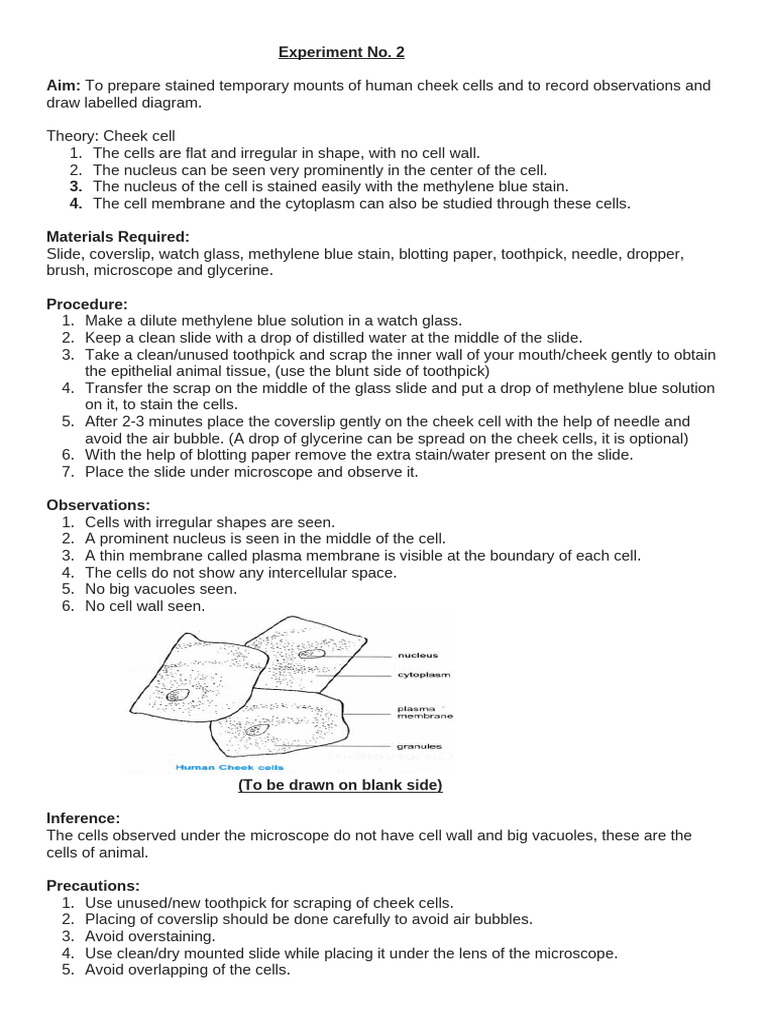 Staining Human Cheek Cells Experiment | PDF