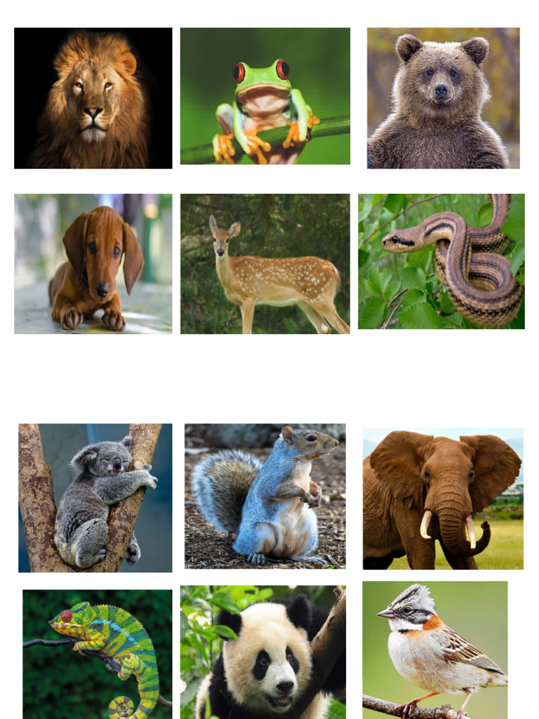 Rueda Animal | PDF