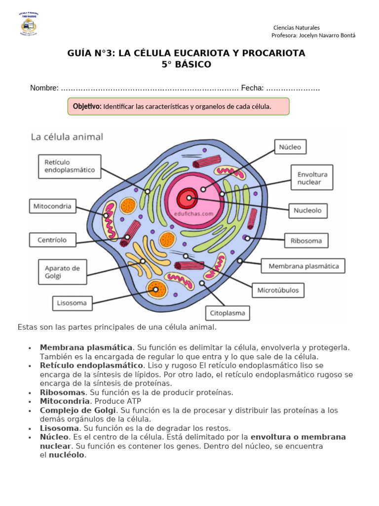 Estructura de Células Eucariotas y Procariotas | PDF | Citoplasma ...