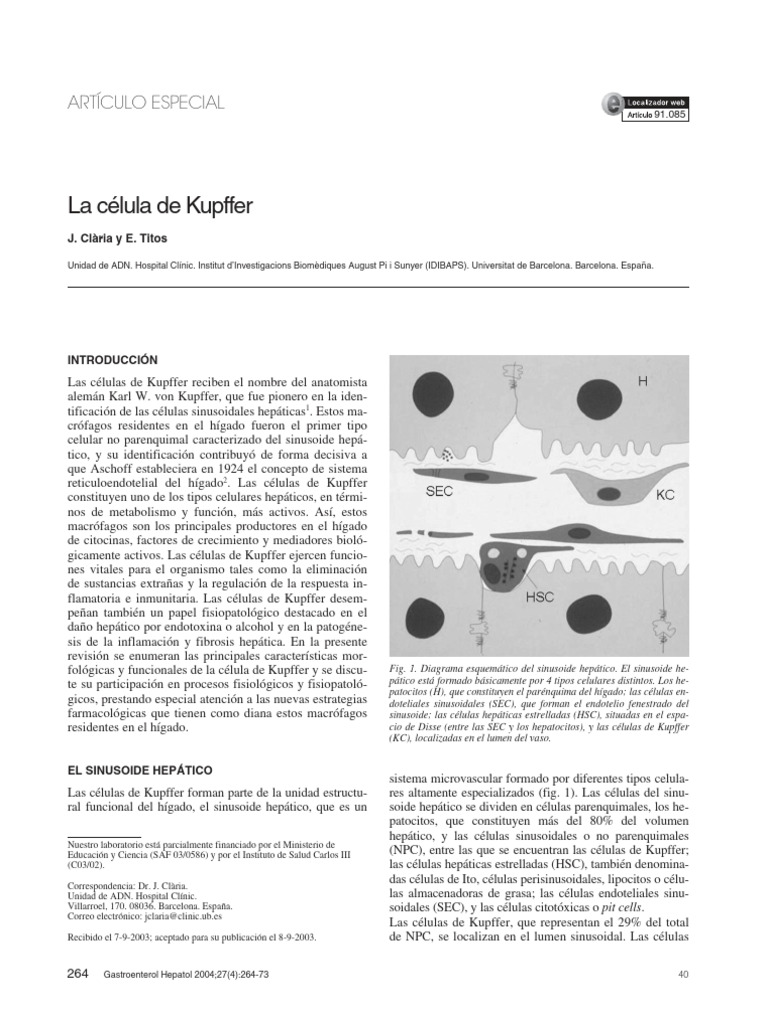 Células de Kupffer | PDF | Inflamación | Hepatocito, image size:768x1024
