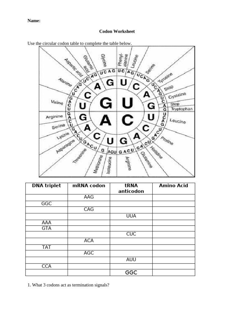 Codon Worksheet for Genetic Translation | PDF