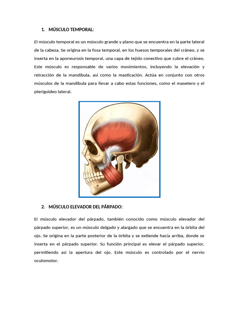 Función del músculo temporal en la masticación | PDF