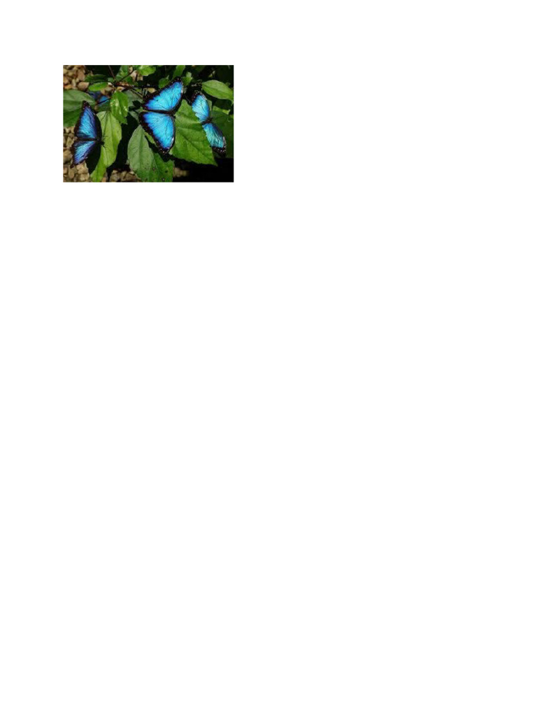 Butterfly Two | PDF