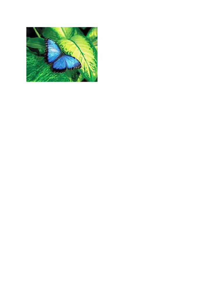 Butterfly | PDF