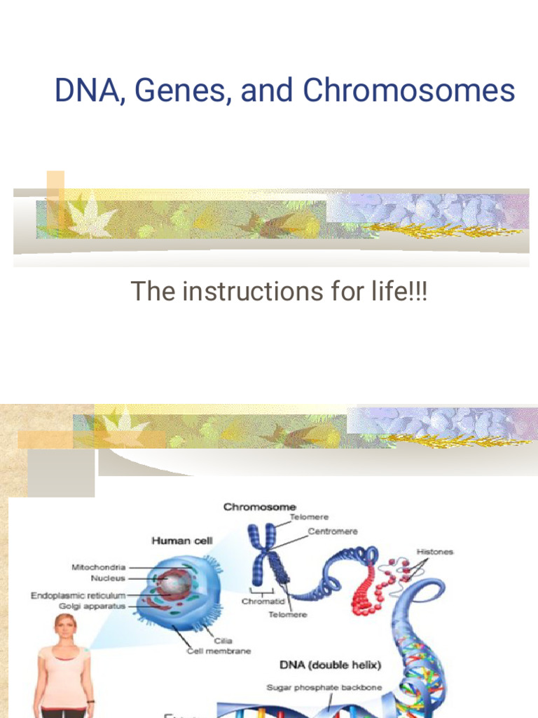 Understanding DNA, Genes, and Chromosomes | PDF | Chromosome | Sex