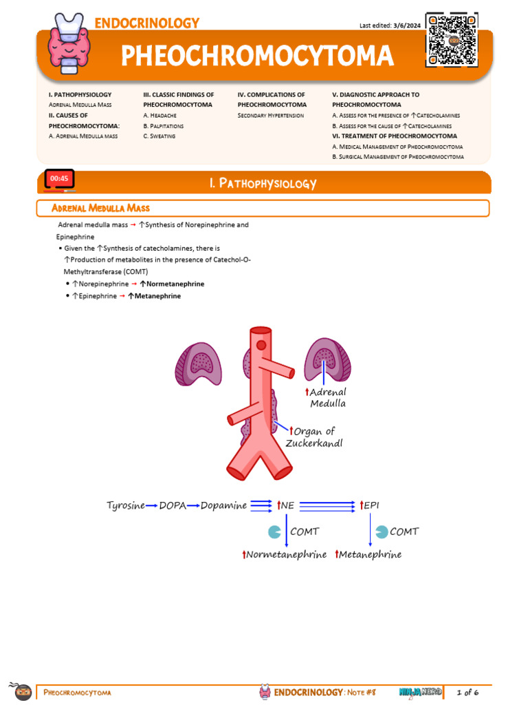 Pheochromocytoma Overview and Management | PDF | Adrenal Gland ...
