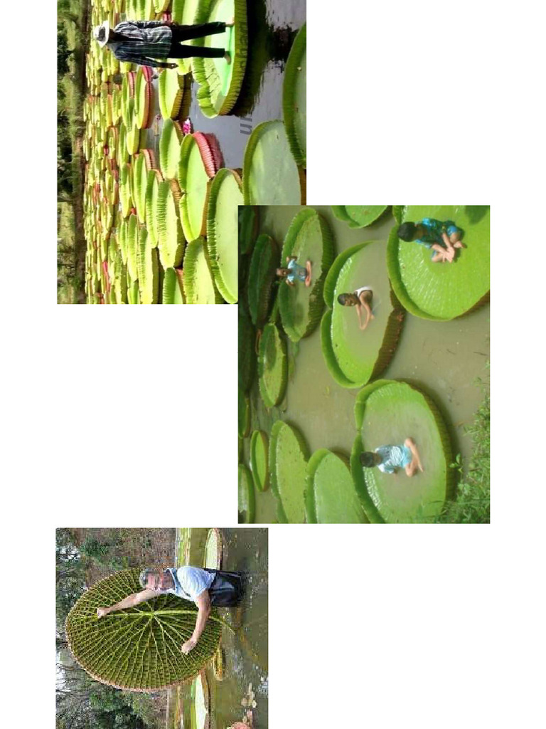 Lotus | PDF