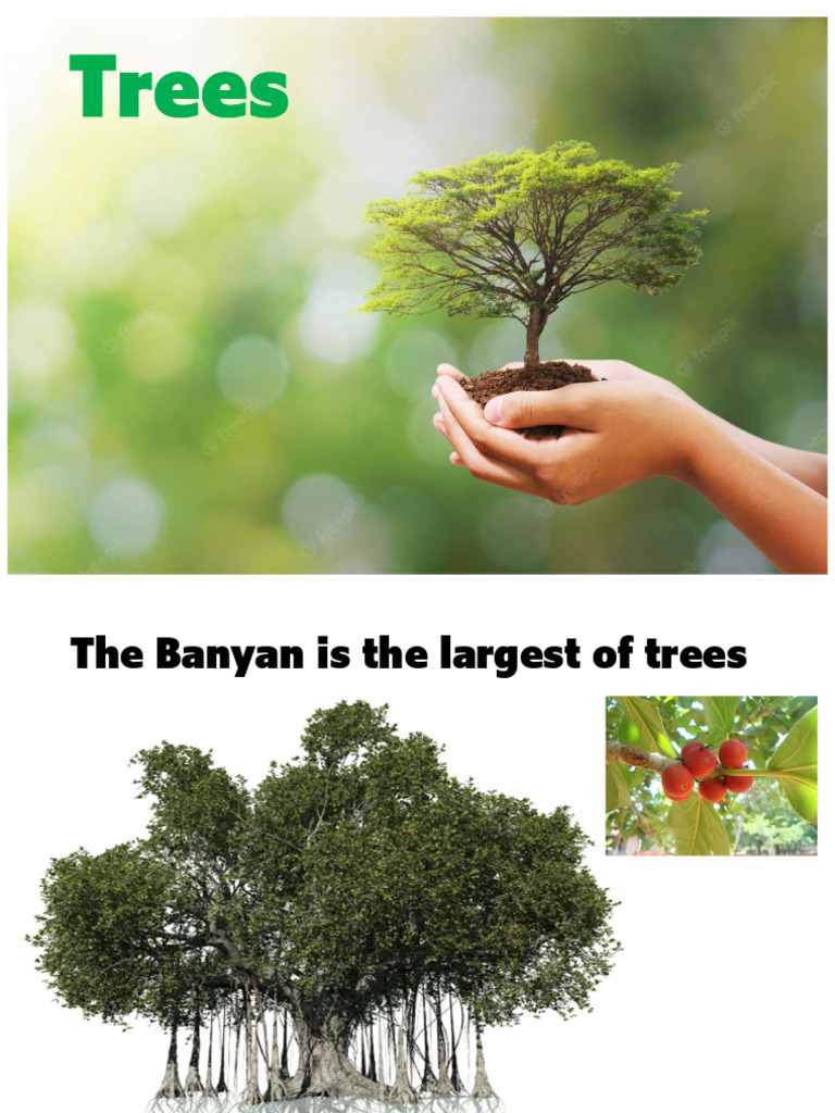 Trees | PDF