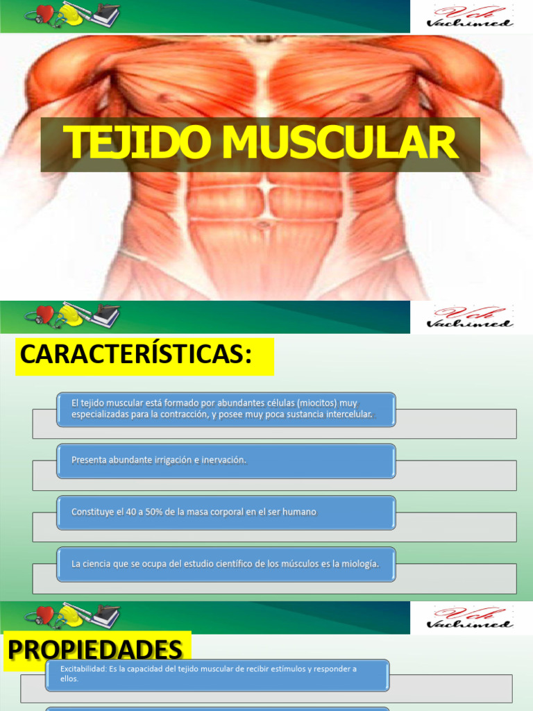 Tesla - Tejido Muscular | PDF | Músculo | Contracción muscular
