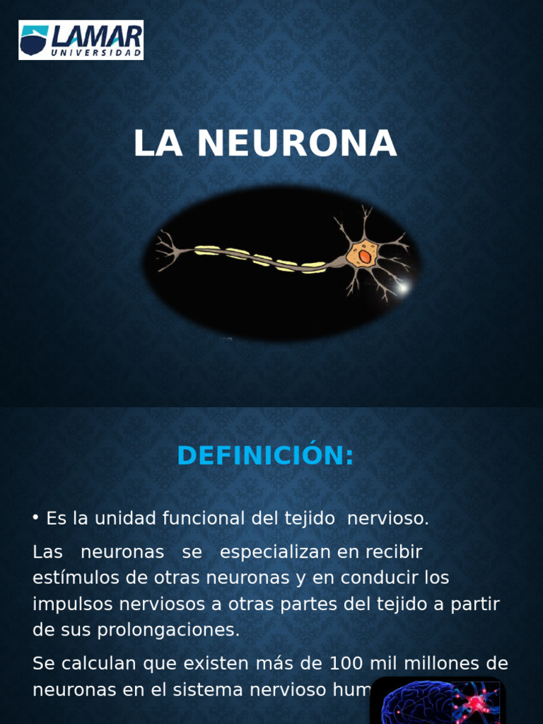 Estructura y funciones de las neuronas | PDF | Sinapsis | Neurona