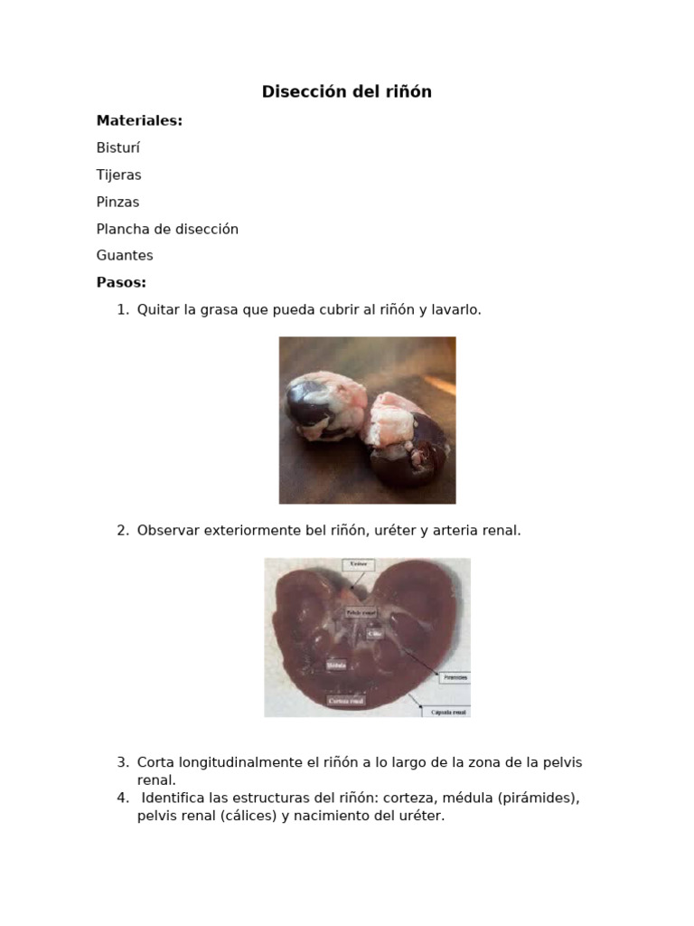 Disección Del Riñón | PDF